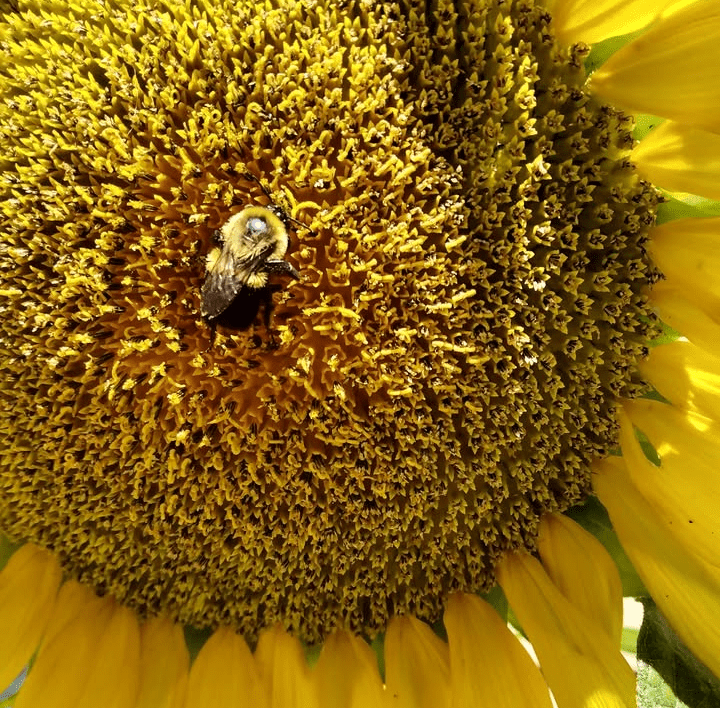 Celebrate World Gratitude Day: Embrace the Power of&nbsp;Thankfulness