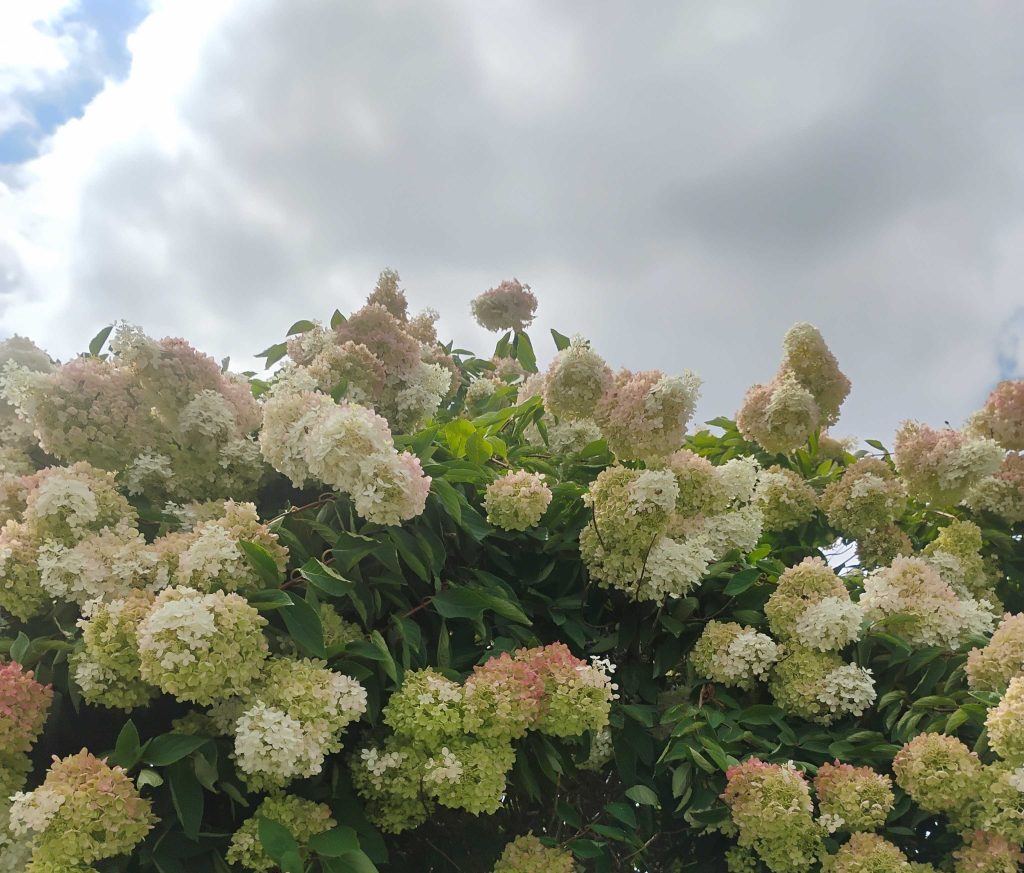 Hope Amid Chaos: Lessons from Corrie Ten&nbsp;Boom