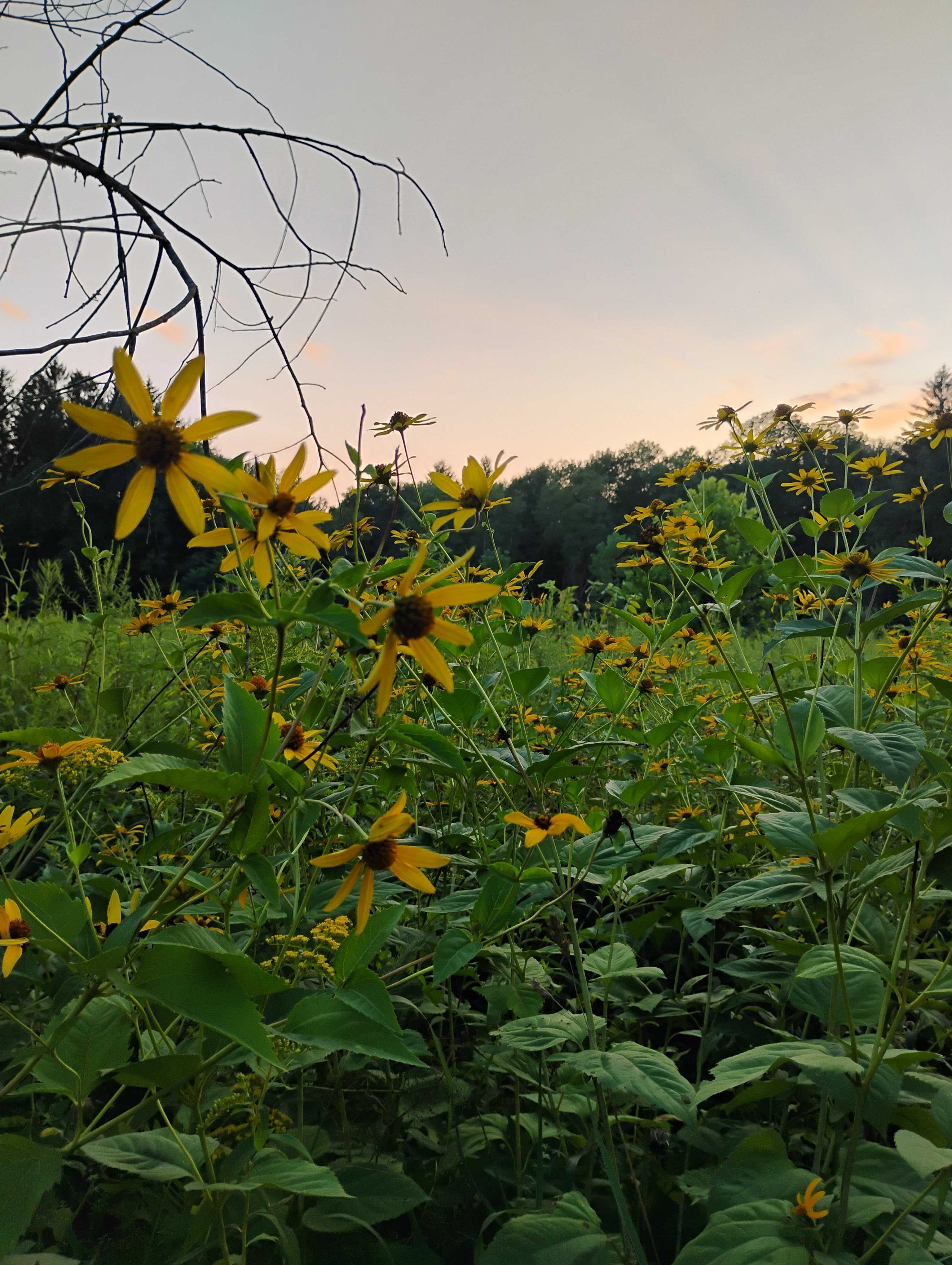 Finding Peace Through Honest Confession
